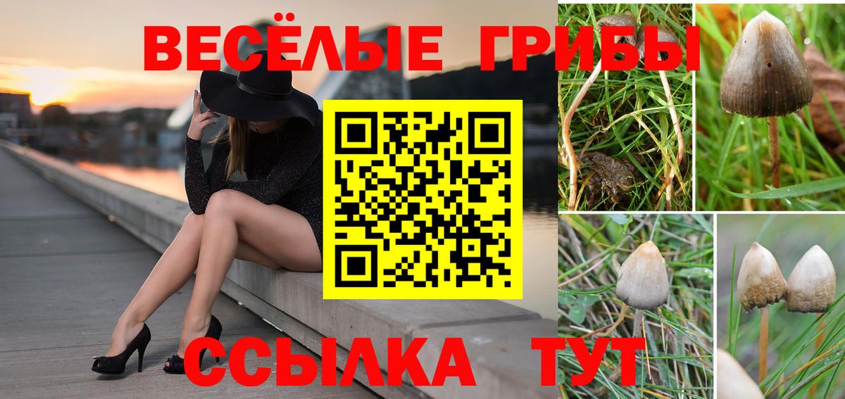 Коряжма  Галлюциногенные грибы Magic Shrooms  Вход с VPN 